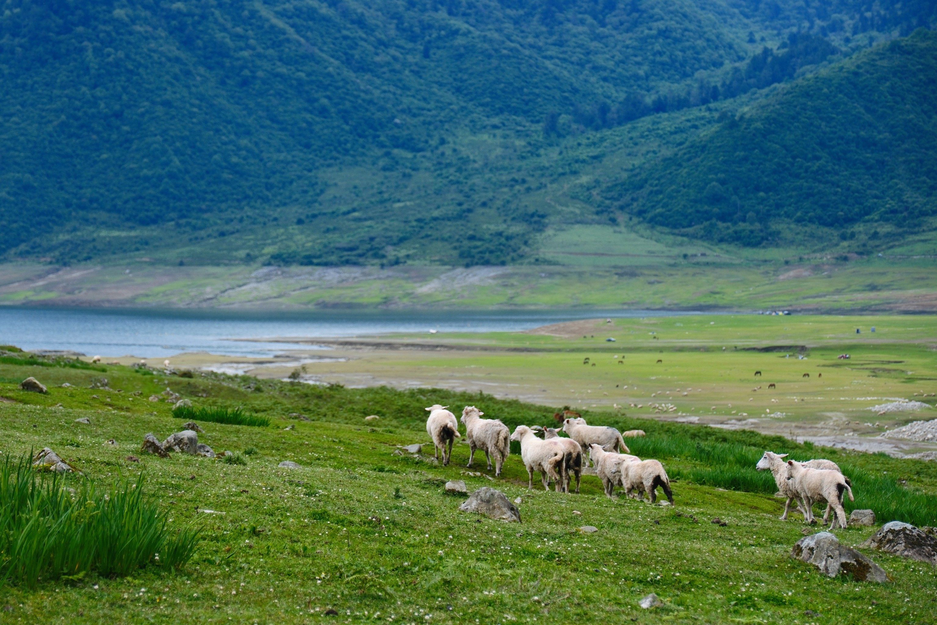 Yele Lake in June