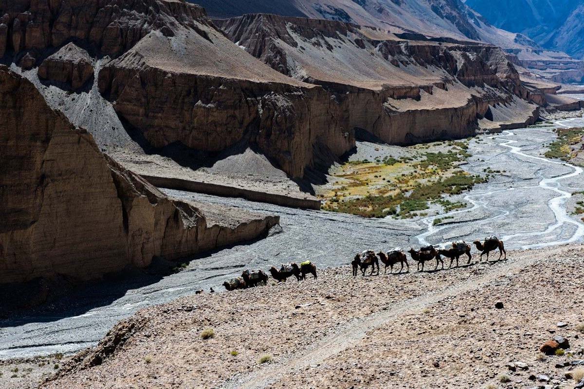 Camel team travelling through the Karakoram mountain wilderness